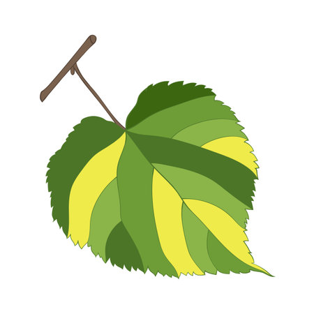 Hand-drawn green-yellow linden leafのイラスト素材