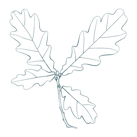 Hand-drawn oak leaves brunch sketchのイラスト素材