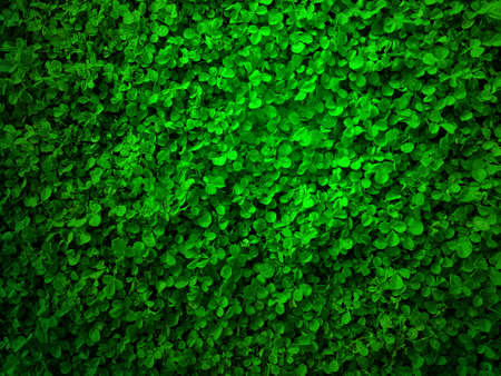 Natural green leaves backgroundの写真素材
