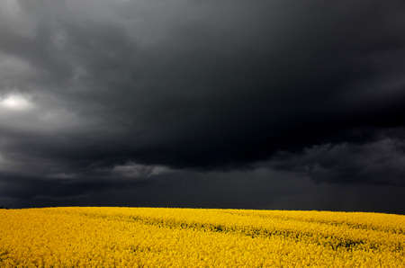 Rapefield under dark clouds in Denmarkの写真素材