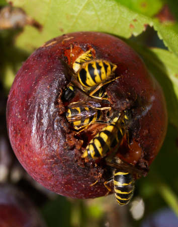 Wasps in a plumの写真素材