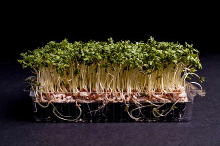 Fresh healthy Green Cress isolated on Black