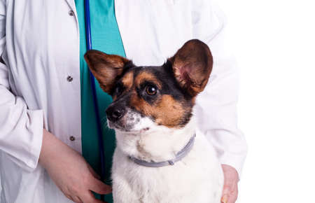 Vet with dog, sick dog visits the animal Doctor who does the examination, isolated on whiteの写真素材