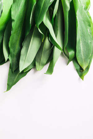 Bunch of Fresh Green Rams Onion or Ramsoms A big ingredient in the New Nordic Culinary Arts and...