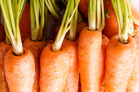 Bunch of Organic Carrots with Leaves. Close up and Macro, Backgroundの写真素材