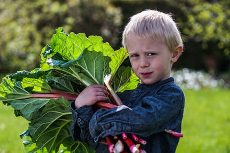 A little preschool boy who has harvest a great bunch of rhubarb in the garden on a sunny spring day. He wears a blue shirt and keep the rhubarb over the head like an umbrellaの写真素材