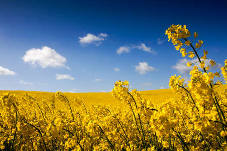 Yellow Canola field Rape field. Blue cloudy sky agriculture background. Spring nature landscape.の写真素材