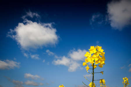 Yellow Canola field, Rape field. Blue cloudy sky, agriculture background. Spring nature landscape.の写真素材
