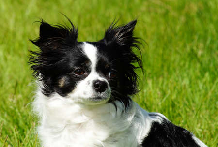Chihuahua dog, on the green grass, with copy spaceの写真素材