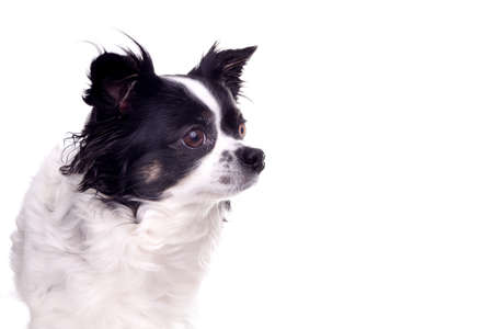 Chihuahua dog, isolated on white and with copy spaceの写真素材