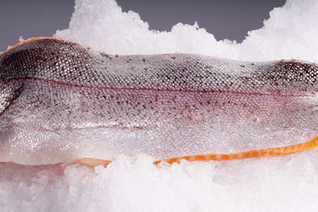 Hole shiny, fresh raw trout side lying on ice