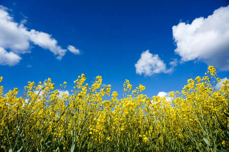 Canola field with canola oilseed and yellow rape flowers. Blue cloudy sky. Spring timeの写真素材