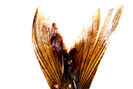 Nice smoked mackerel Tail  Delicate fish for both the hot and cold cuisineの写真素材