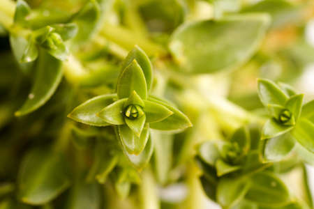 Green Sea Sandwort Herb used for both cooking, alternative medicine and aromatherapy. Great...