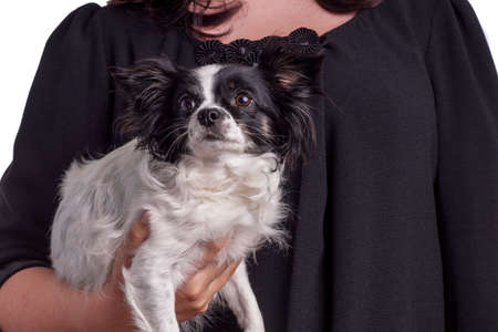accessories dog chihuahua. Small black and white Chihuahua dog carried by her owner in the armの写真素材