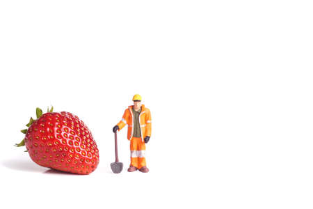 Fresh organic red Strawberry, with standing worker, isolated on whiteの写真素材
