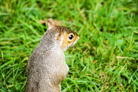 The squirrel sitting on the grass looking for foodの写真素材