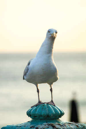 seagull with funny pose and expression sitting watching. beach is blurryの写真素材
