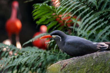 Inca tern Bird sitting in the forestの写真素材