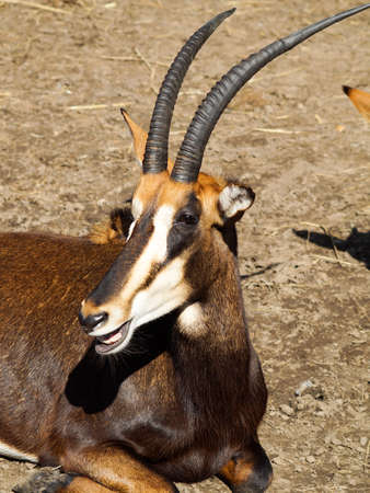 Rare Sable antelope from Africa lying in the dry grassの写真素材
