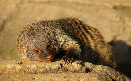 Banned Mongoose in the sun, lying on the hot stonesの写真素材