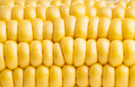 Fresh healthy organic Corncob ready for eating and cookingの写真素材