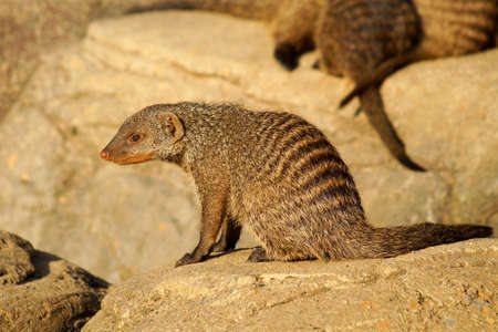 Banned Mongoose in the sun, lying on the hot stonesの写真素材