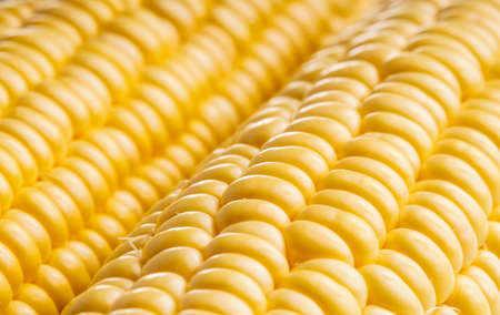 Fresh healthy organic Corncob ready for eating and cooking