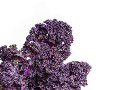 Red Kale Leaves, russian kale, isolated on whiteの写真素材