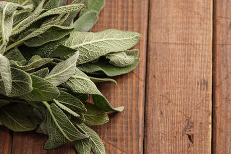 Sage , herb with characteristic flavor to the savory cuisineの写真素材