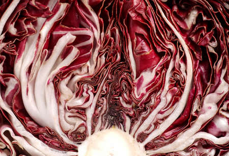 Fresh organic Radicchio Lettuce, ready for eating and cookingの写真素材