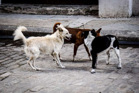 Three cute Street Dogs who are playing, running and sniffing