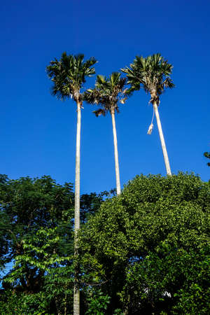 Great Palm Trees with a wonderful blue Skyの写真素材