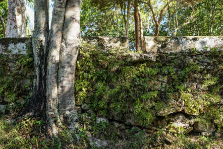 stone wall covered with plants in sunshine