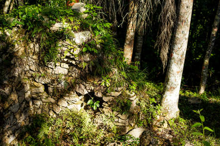 stone wall covered with plants in a tropical forest. Ruins of slave houses on Cubaの写真素材