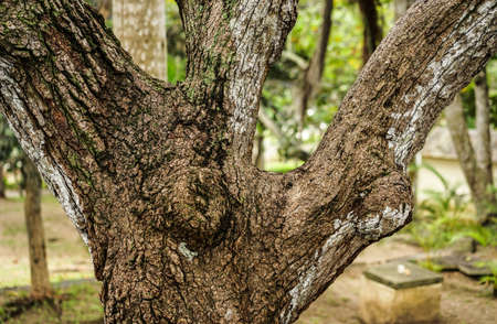closeup of a tree that has divided itself as a tridentの写真素材