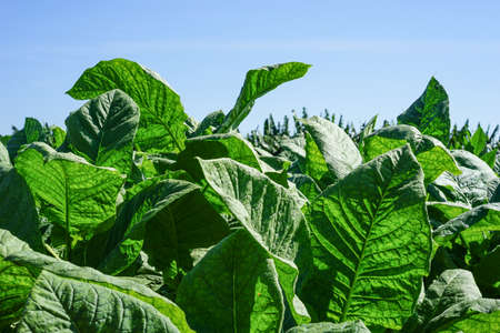 Tobacco leaves field, with big green leaves in the tropical sun ready for harvestの写真素材