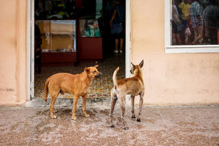 Two Brown playful Street Dogs outside a shopの写真素材