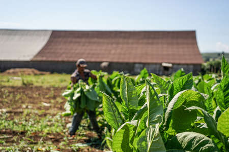 Santiago de Cuba, Cuba - January 12, 2016: typical scene in the Cuban countryside. laborers harvesting and carries the tobacco leaves into the dryingのeditorial素材