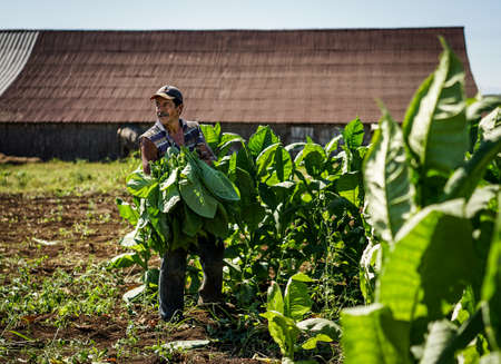 Santiago de Cuba, Cuba - January 12, 2016: typical scene in the Cuban countryside. laborers harvesting and carries the tobacco leaves into the dryingのeditorial素材