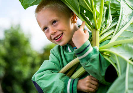 A little preschool boy who has harvest a great bunch of rhubarb in the garden on a sunny spring day. He wears a green jacketの写真素材