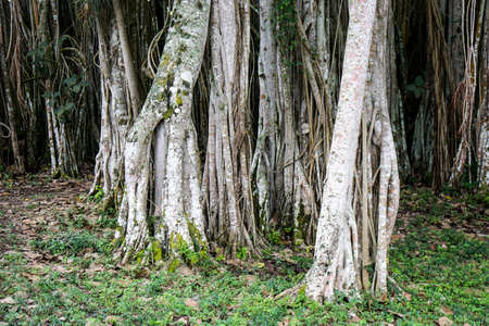Banyan tree growes in the tropical Cubaの写真素材