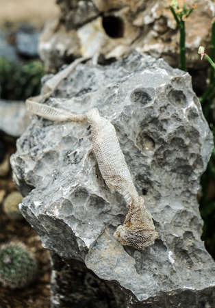 shedded snake skin which is left on the stoneの写真素材