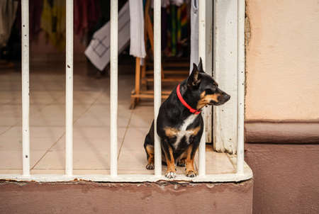 Small black puppy looking out of the window barsの写真素材