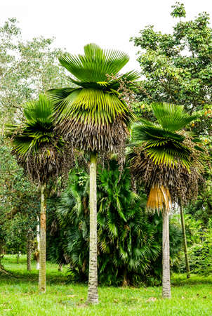 three great Petticoat Palms growing in tropical Cubaの写真素材
