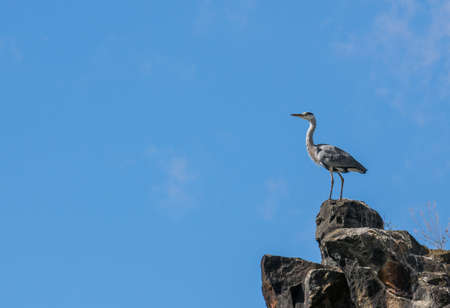 Grey Heron standing on cliff against the blue skyの写真素材