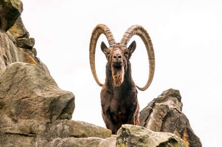 Great old Siberian ibex with big hornsの写真素材