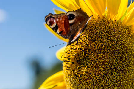 Butterfly sitting in the sunflower and sucking nectarの写真素材