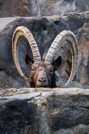 Great old Siberian ibex with big hornsの写真素材