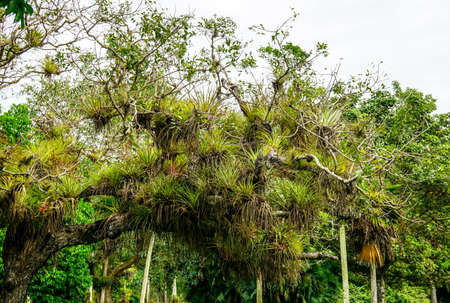 tree with parasitic plants in tropical forestの写真素材